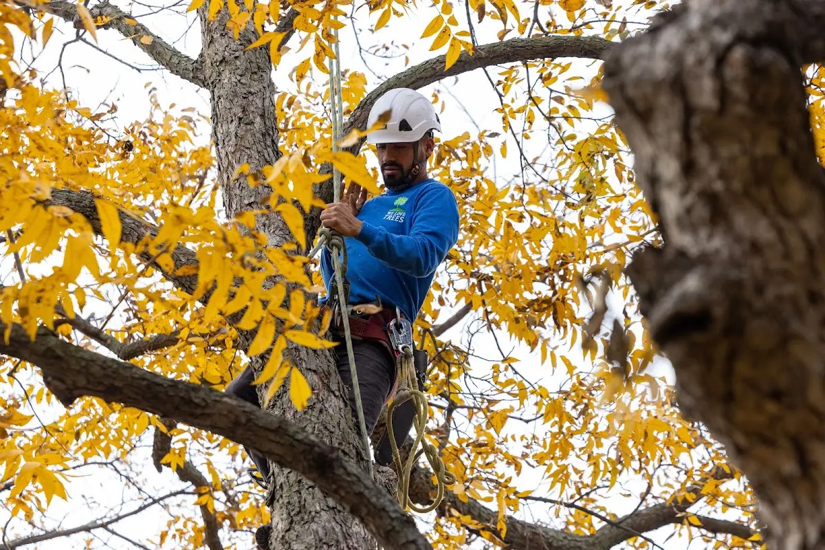 Skilled Tree Disease Treatment crew working in Fidelity