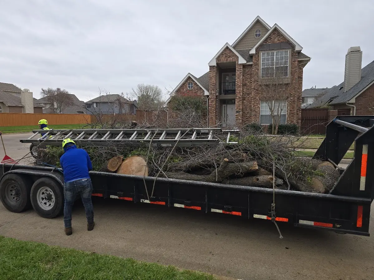 Expert Tree Pest Control with proper safety equipment in Fidelity